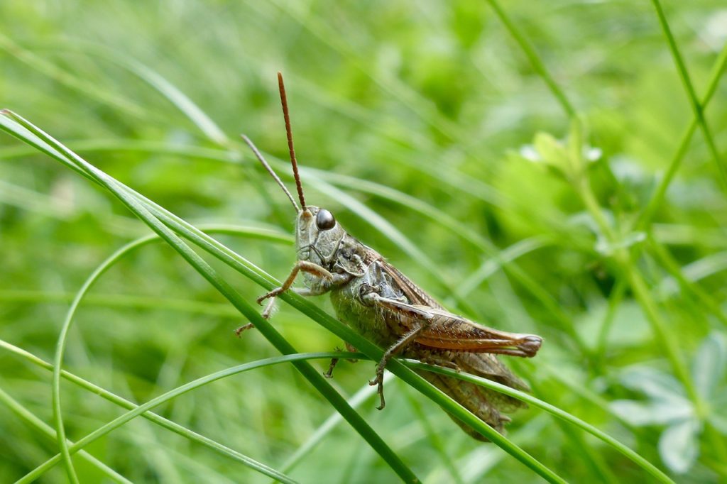 insect, grasshopper, nature